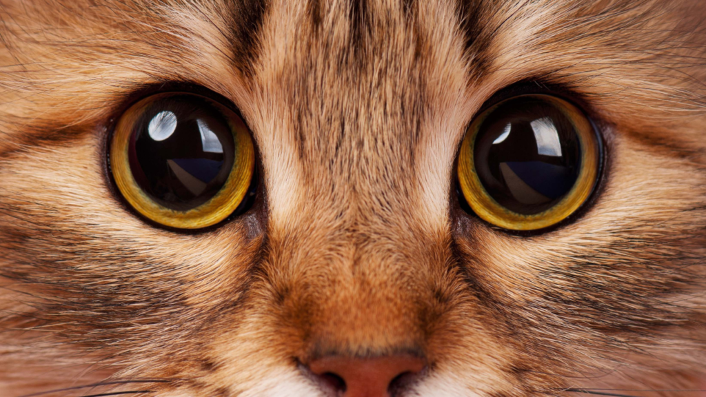 Can cats see colors? I guess it’s not as simple as you think.