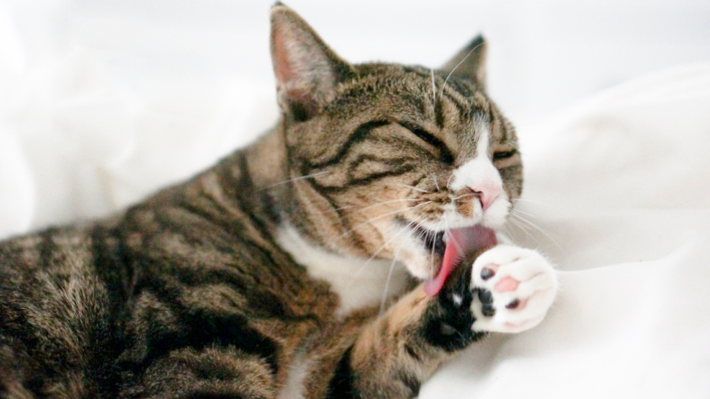 Why does a cat lick itself?