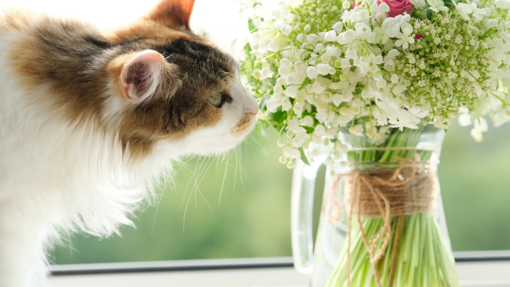 When cats smell something, why do they open their mouths? It’s a cool reason