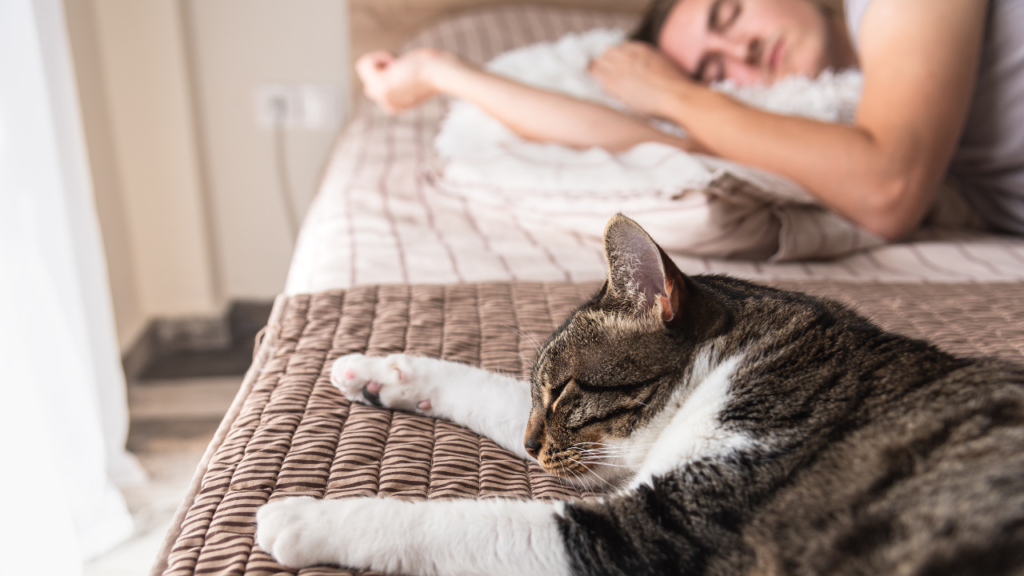 WHY does your cat sleep with you? you should be thrilled