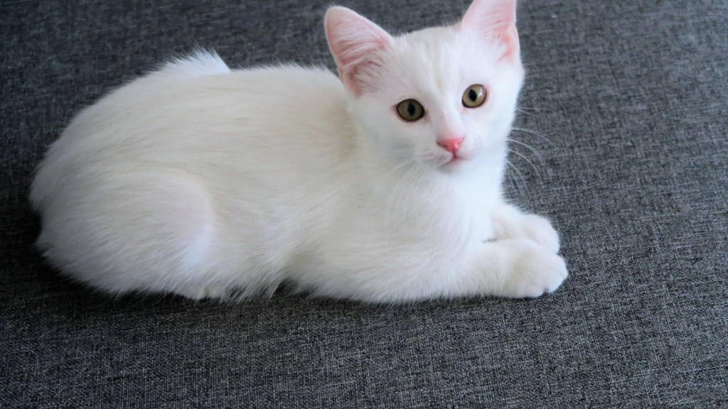 WHITE CAT