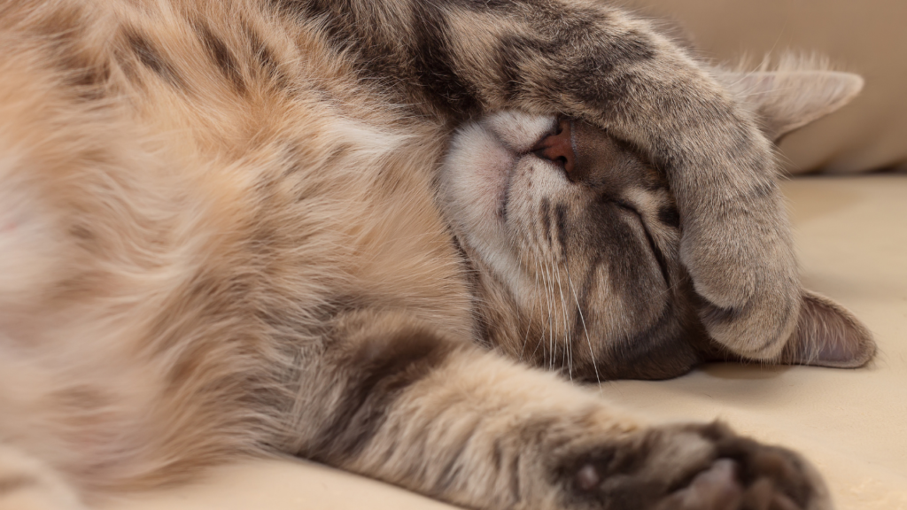 Why does a cat sleep so much? Are all those snooze sessions something to be concerned about?