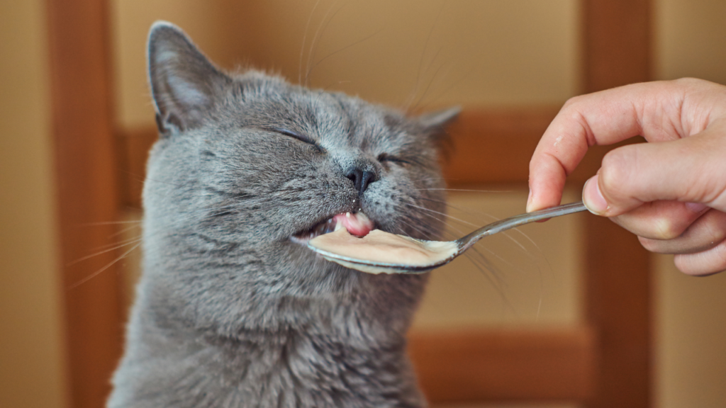 cat feeding