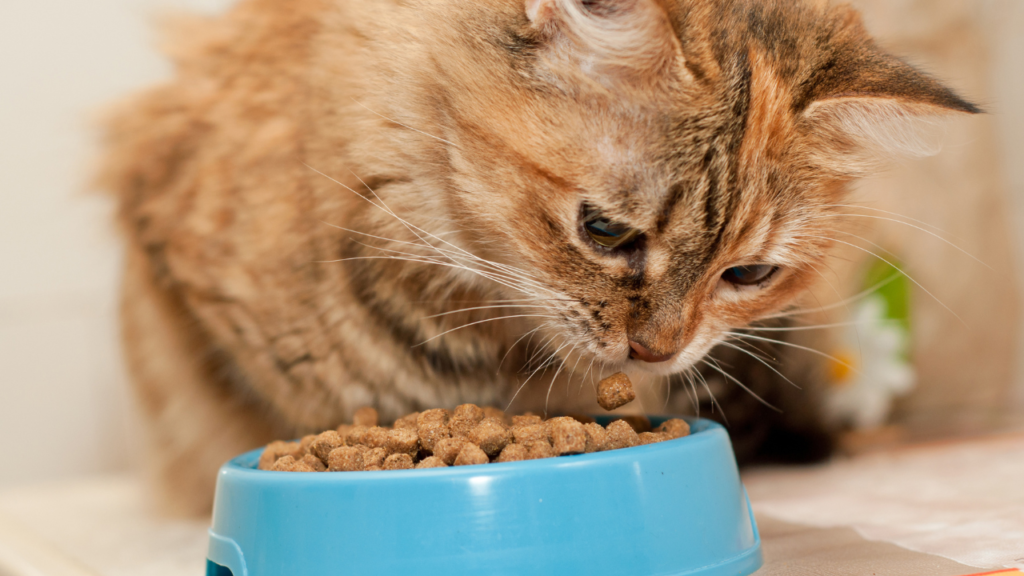 How frequently should I feed my cat? Here is everything you should know about cat feeding regimens.