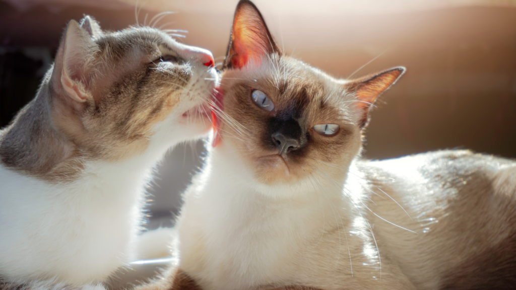 cat lick each other 1