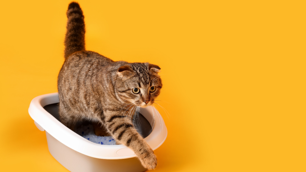 The coolest cat litter boxes for your pet friend in 2024