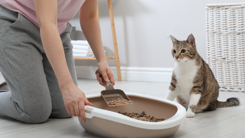 Top Tips for Introducing a New Litter Box to Your Cat