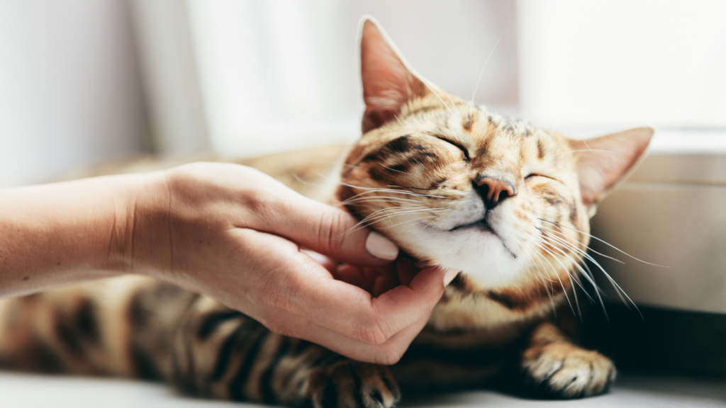 What does it mean when cats purr? It’s more scientific than them simply being happy.