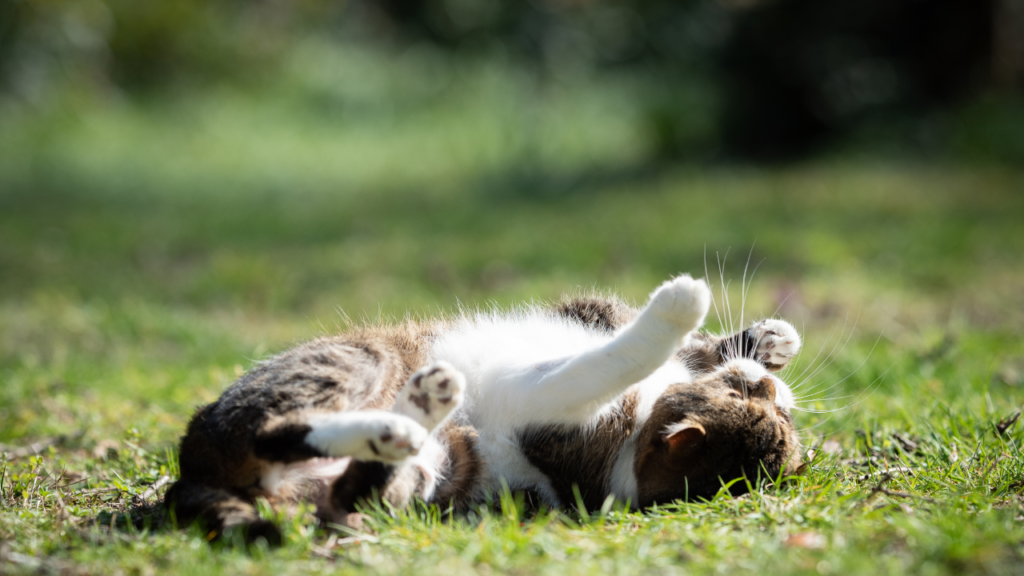 Why do cats roll in the dirt? 10 Reasons for Their Dust Bath