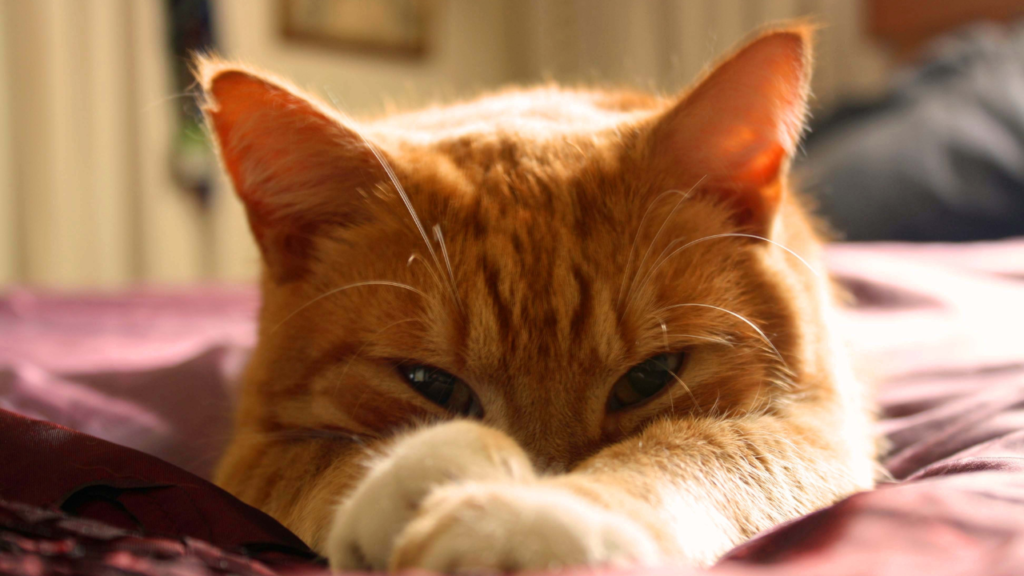 Why do cats sleep with their eyes open? This is why they do it.