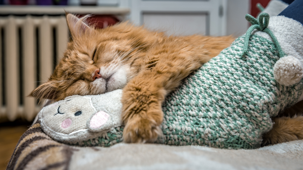 Why you should feel honoured when your cat sleeps at your feet