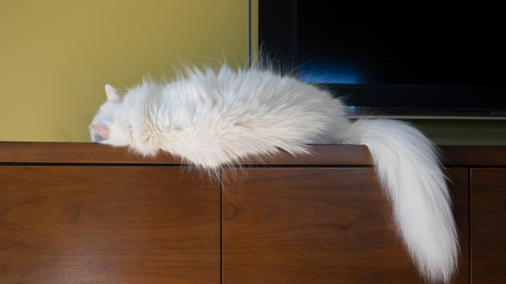 4 Reasons Cats Wag Their Tails While Lying Down