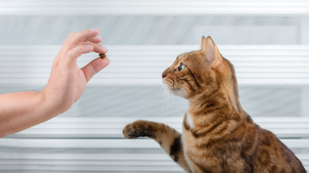 Eight vital tips for cat training.