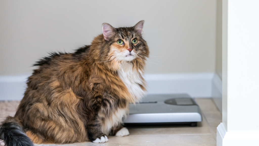 Cat weight loss.Here’s what you need to know, and when to call the veterinarian.