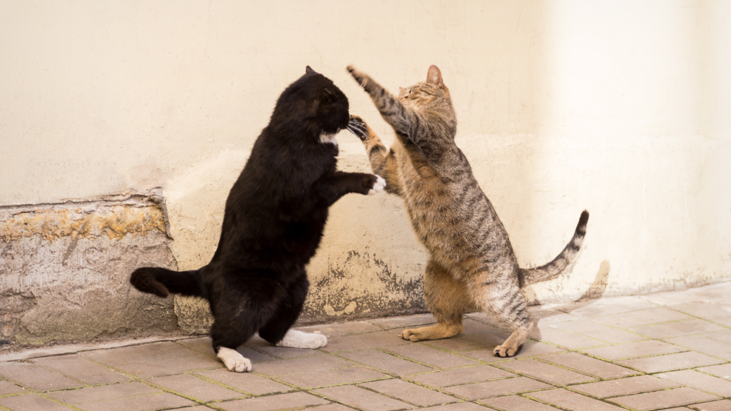 Why do cats fight? They’re not just being jerks