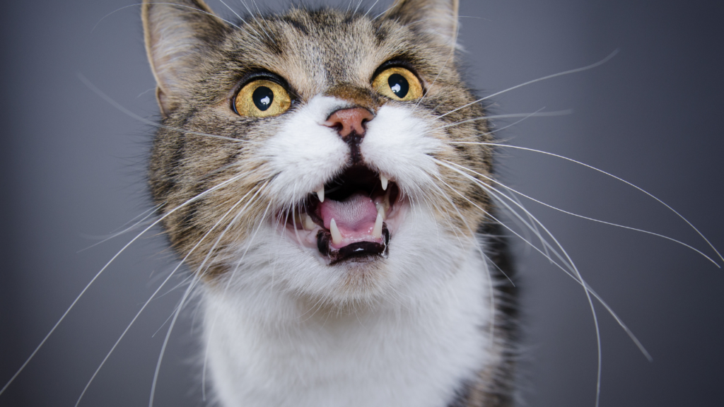 Why do cats meow excessively? 6 plausible causes and solutions that can help you both