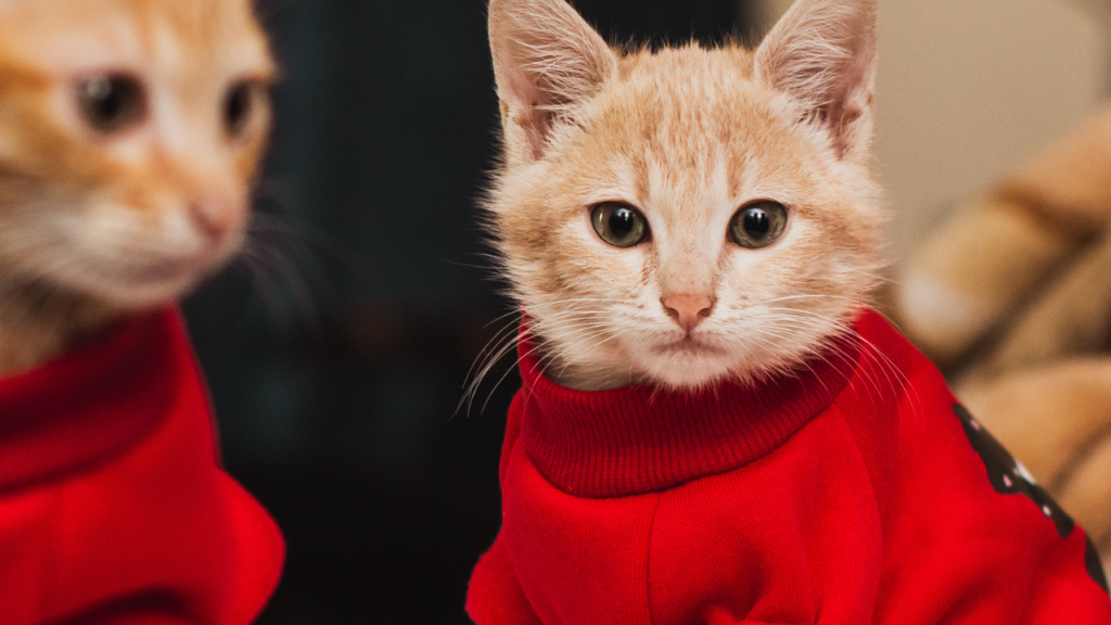 Are cat clothes important in cold weather? What to consider