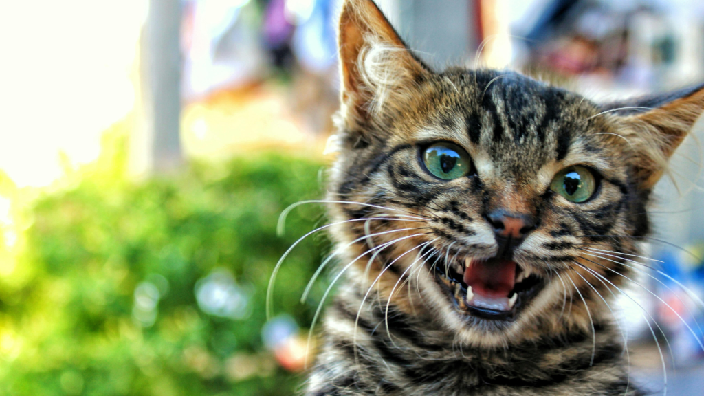 Why do cats chatter? Decoding Your Pet’s Noises