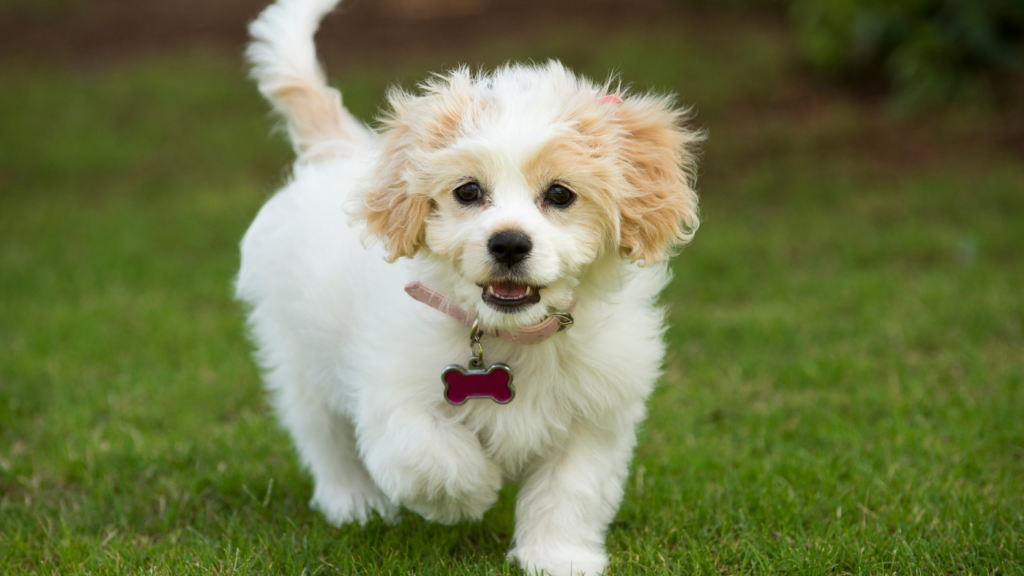 cute dog breed