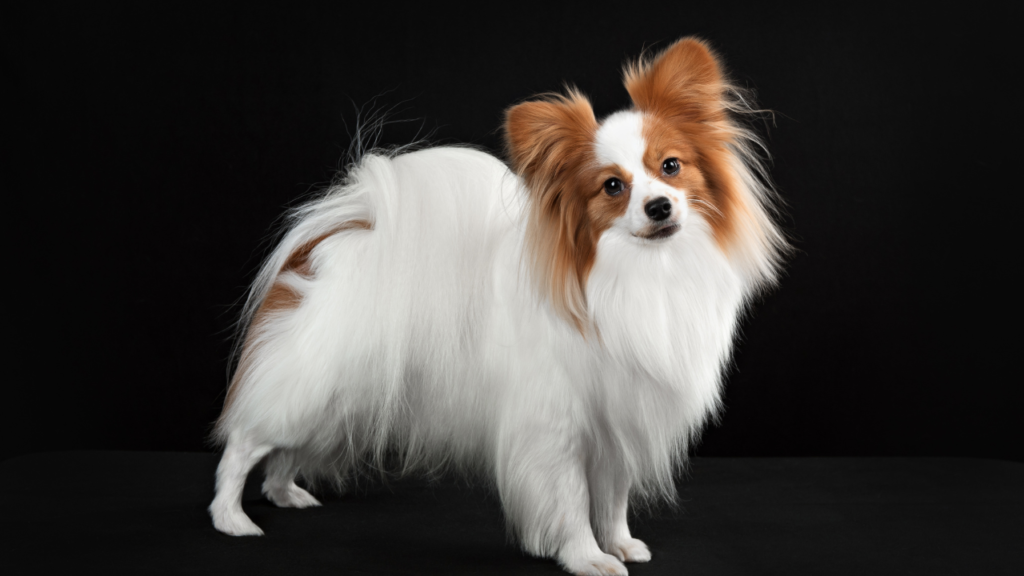 cute toy dog breeds