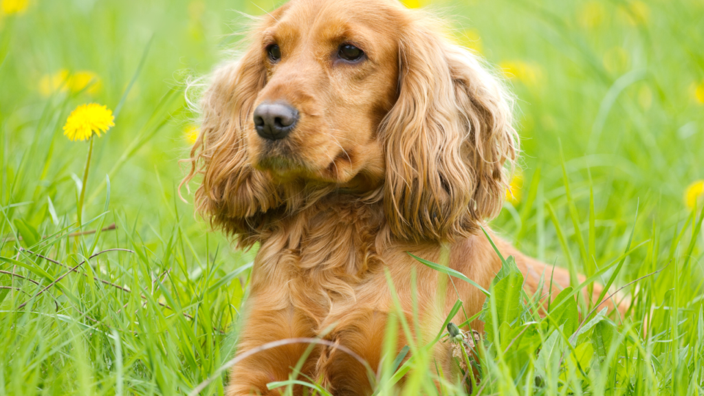 cuteset dog breeds