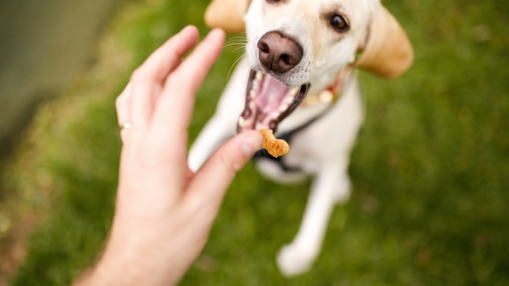 dog treats