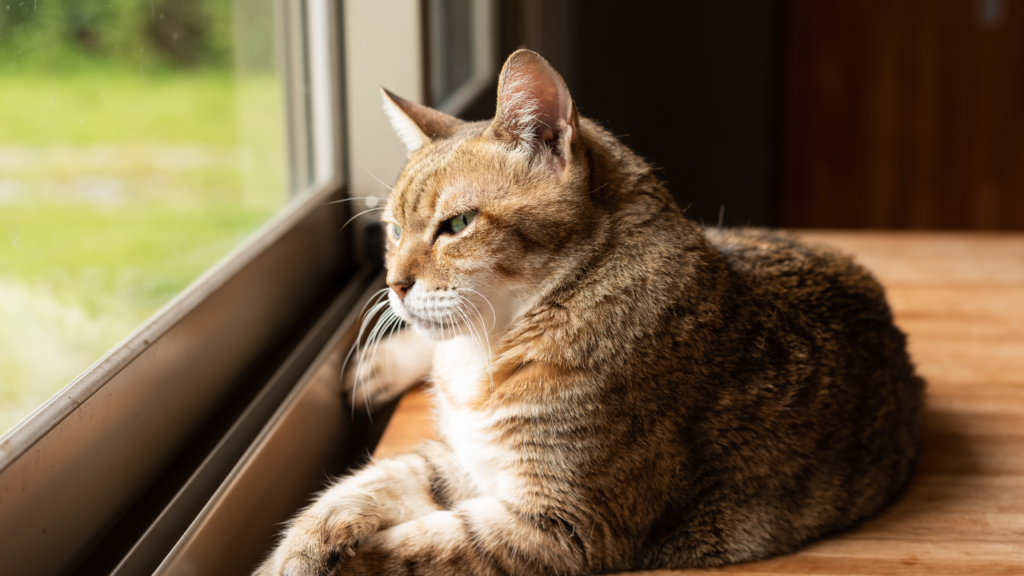 How long can a cat be left alone? Not as much as you believe.