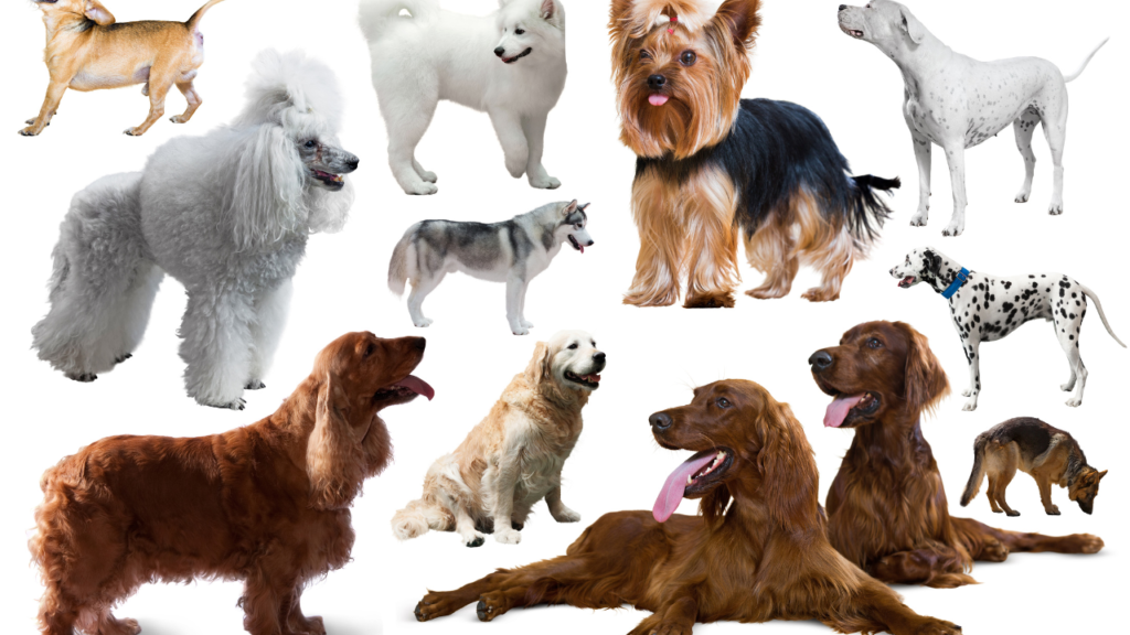 how many dog breeds are there