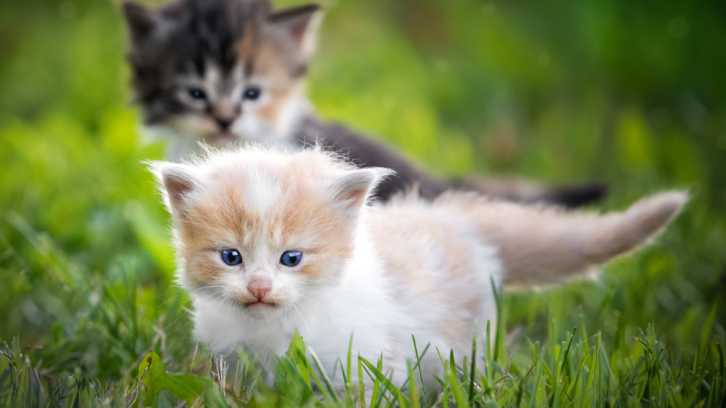 how often kittens should feed