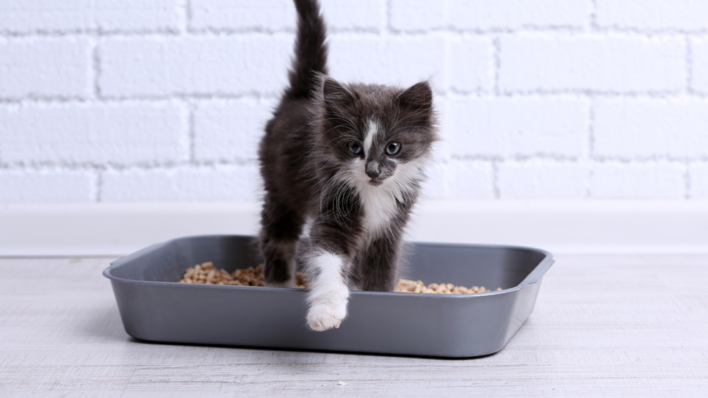 how to introduce cat litter box