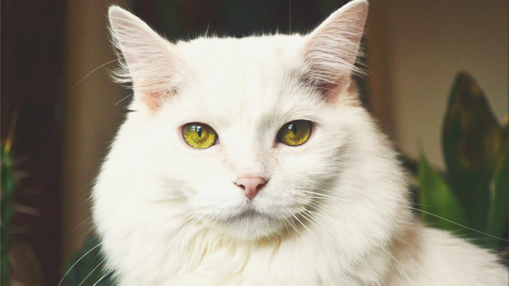 interesting facts about white cat