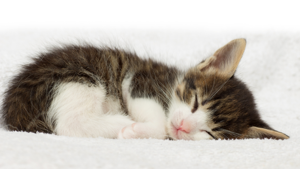 How long does a kitten sleep? How to urge your kitten to sleep through the night