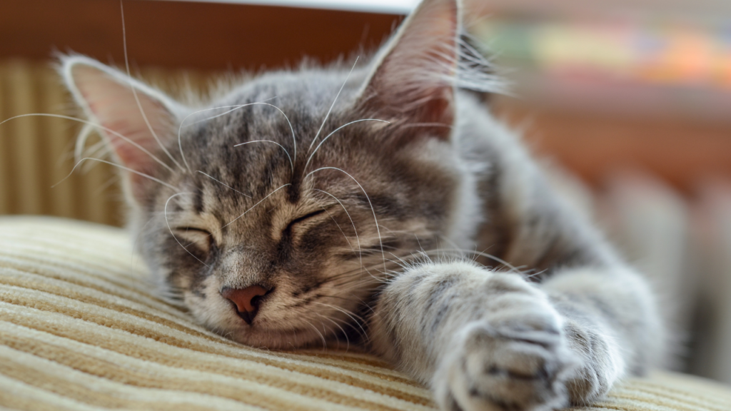 kitten sleeping on bed