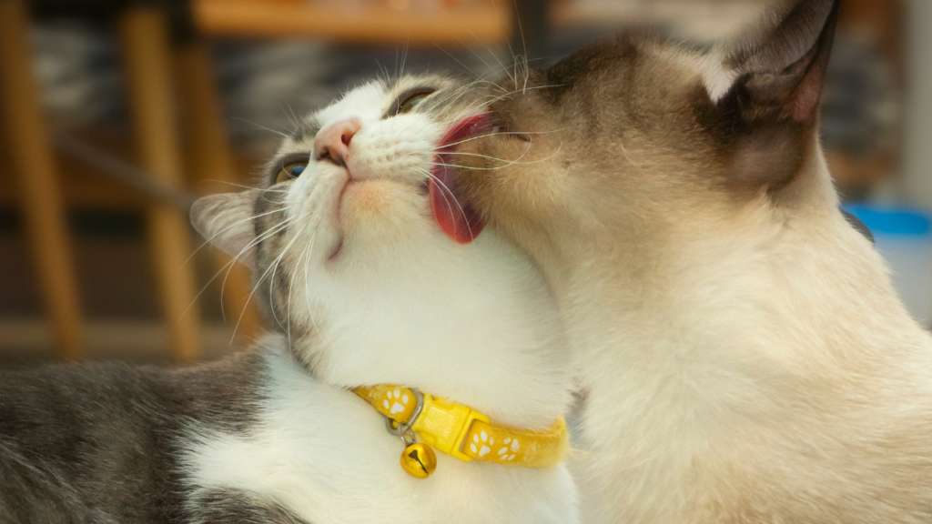 Why do cats lick one another? It is not always a bathing ritual.