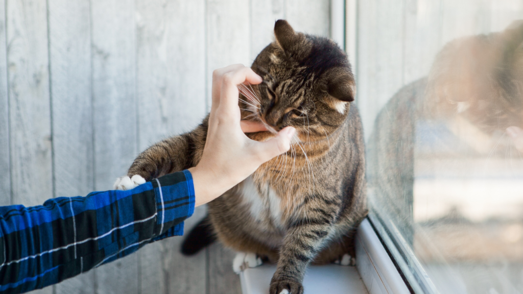 Why do cats bite? Here are the 6 main reasons