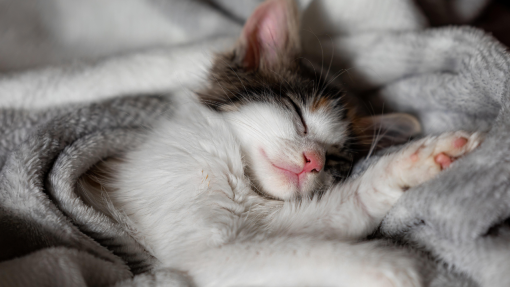 why cats sleep at your feet