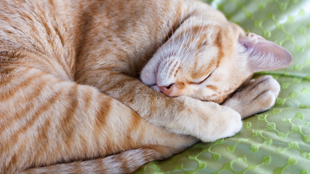 why do cats close their eyes while sleeping 1