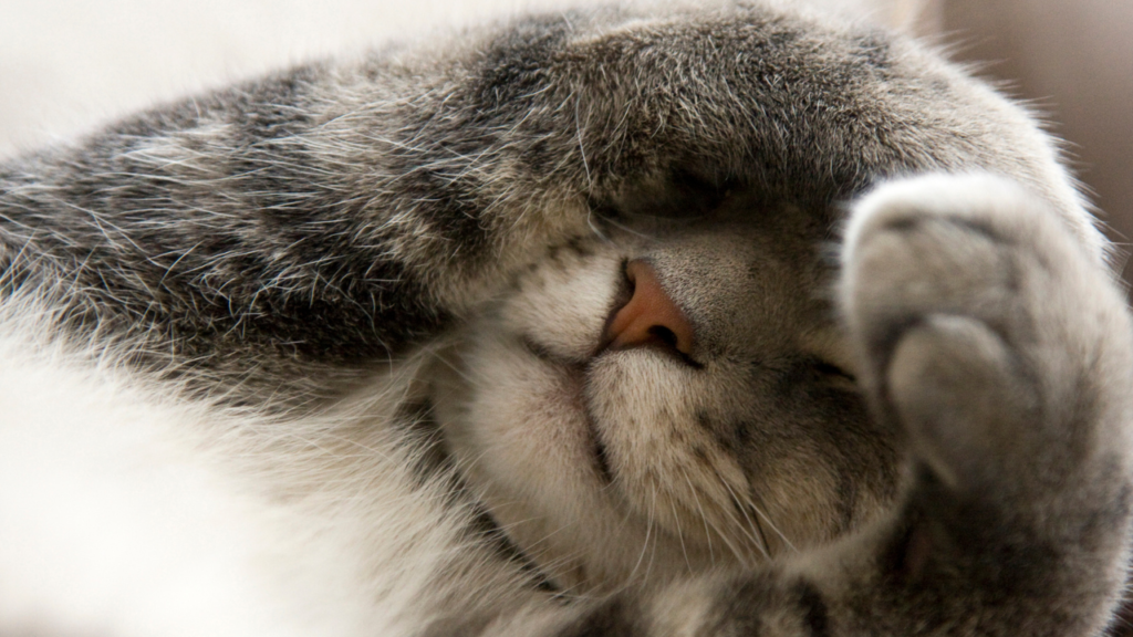 Why do cats cover their faces while sleeping? This beautiful behaviour is explained.