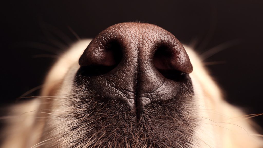 why do dogs have wet nose