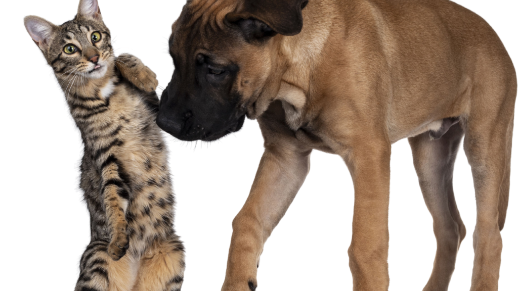 why dogs hate cats