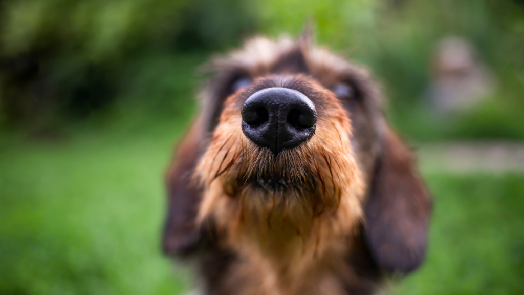 why dogs have wet noses