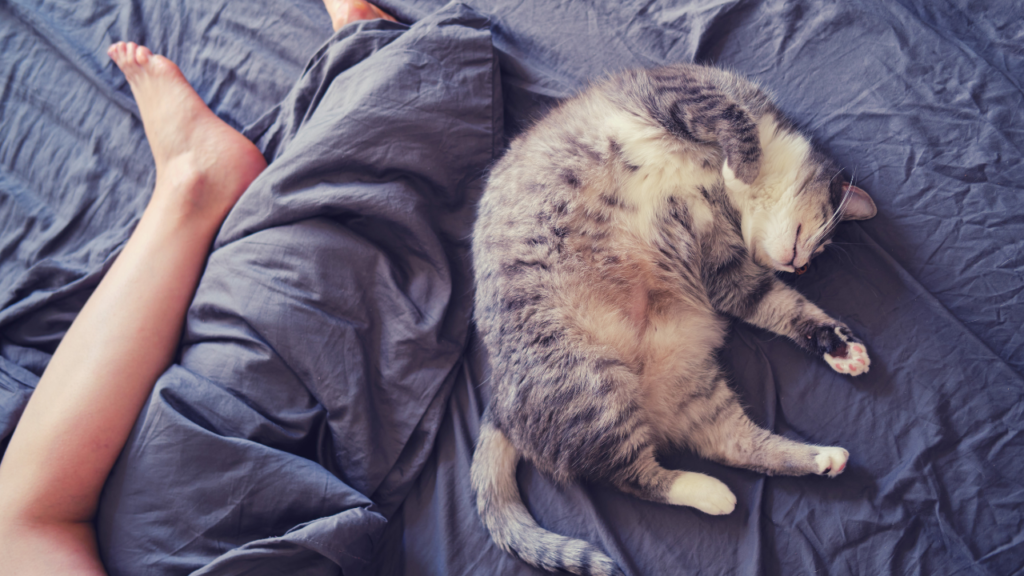 why your cat sleeps at your feet