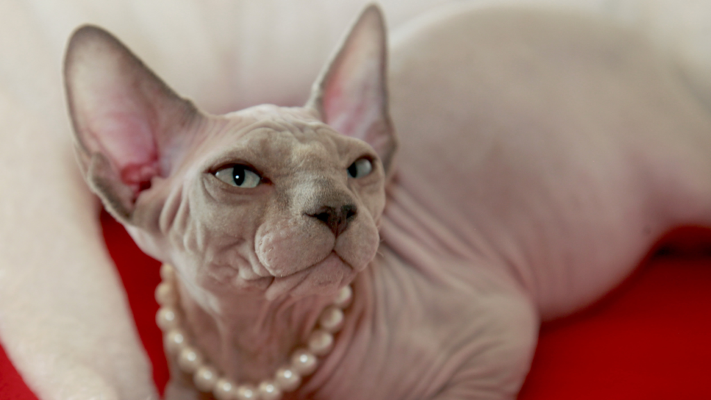 hairless cat