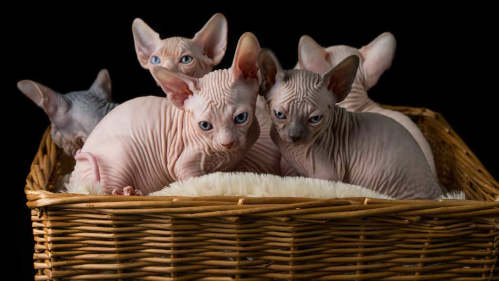 hairless cat 3