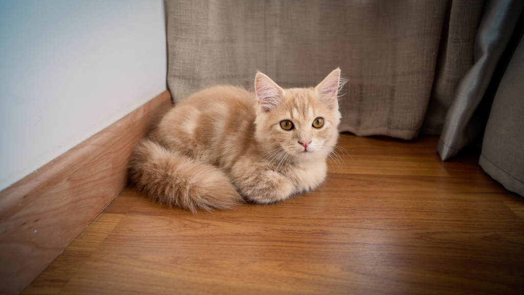 munchkin cat