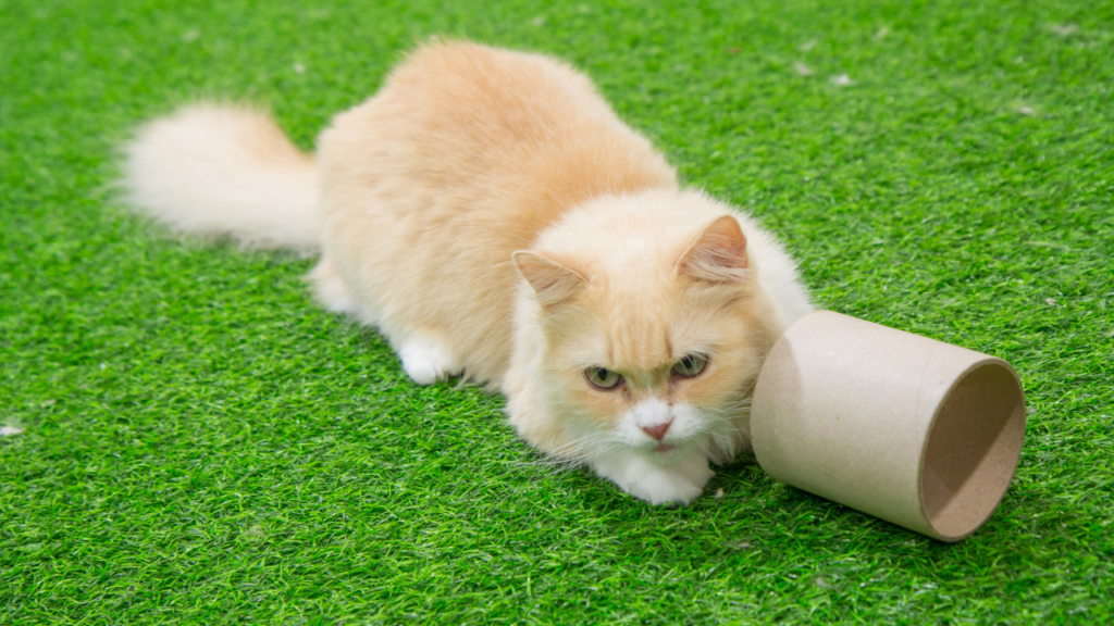 munchkin cat breed