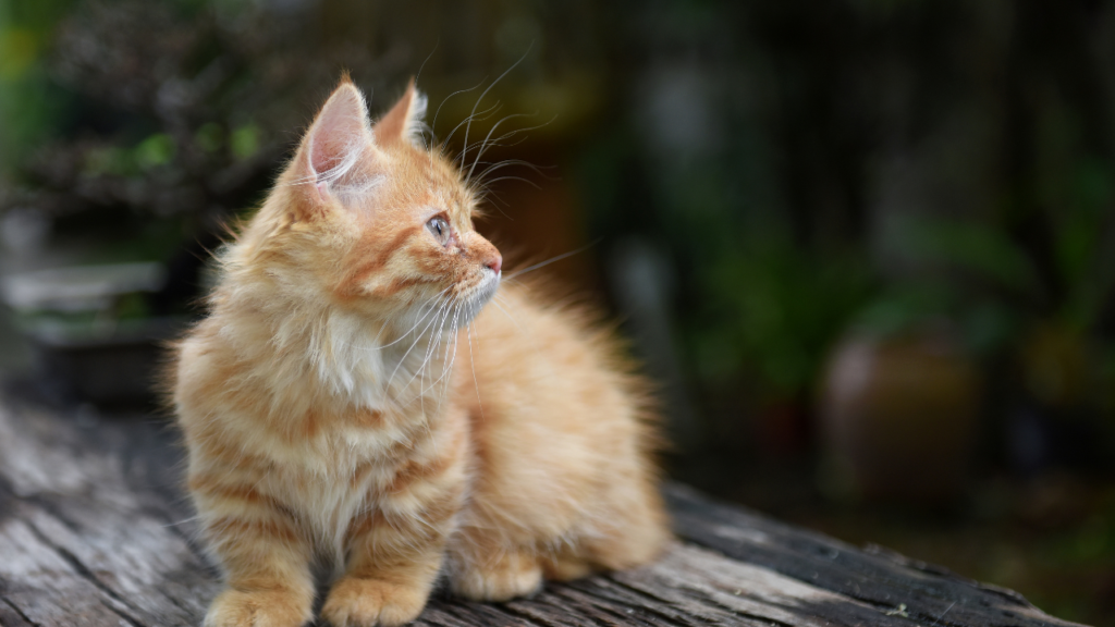 munchkin cats