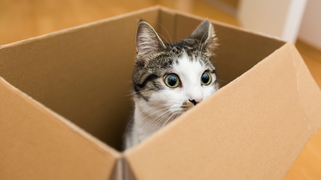 why cats like boxes