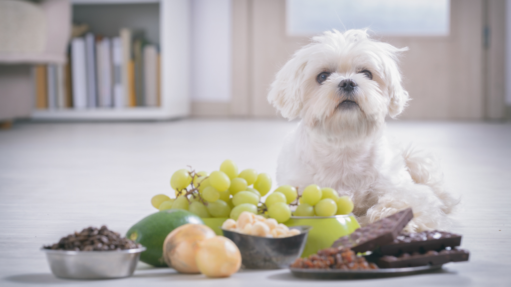 can dog eat grapes 2