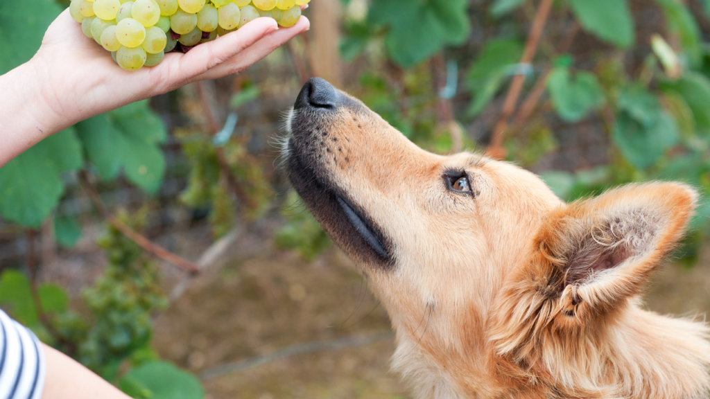 can dogs eat grapes